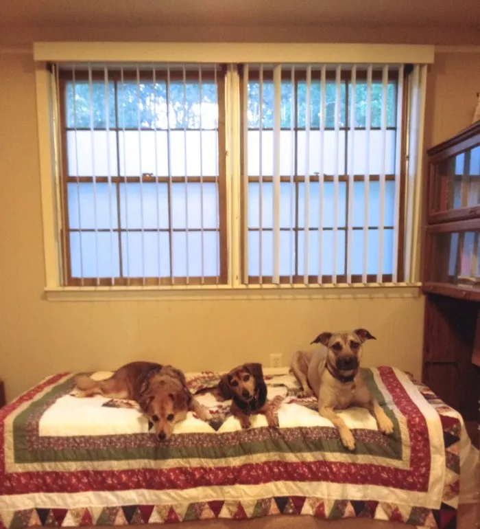 Three dogs, Clara, Summer, and Zani, resting on a daybed by a sunlit window.