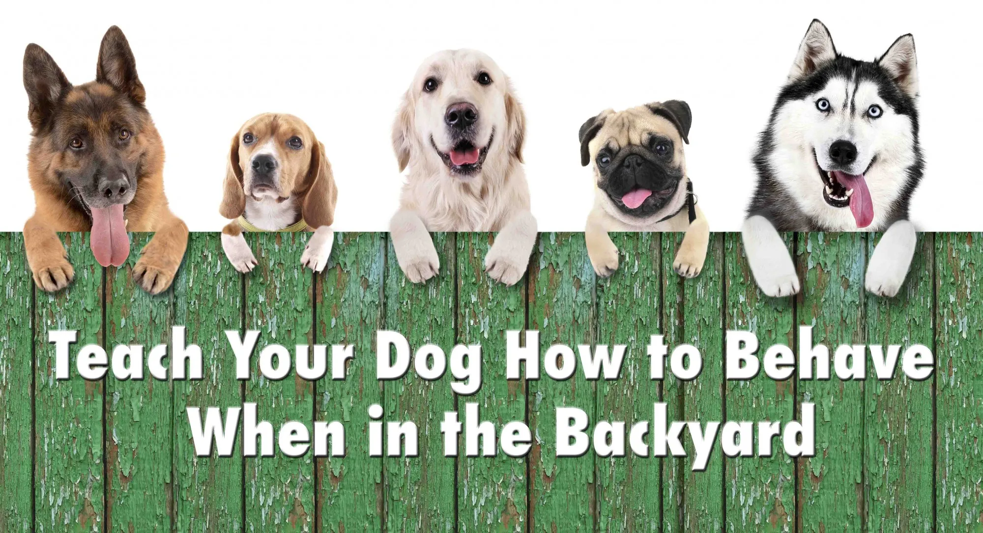 Three dogs enjoying their time in a fenced backyard, demonstrating a safe outdoor environment