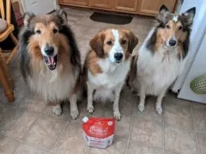 Three dogs including a red and white Australian Shepherd mix and two sable and white Collies sitting lined up on a kitchen floor posing with a bag of Marie’s Magical Dinner Dust