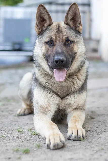 Three healthy German Shepherd puppies eagerly awaiting playtime.