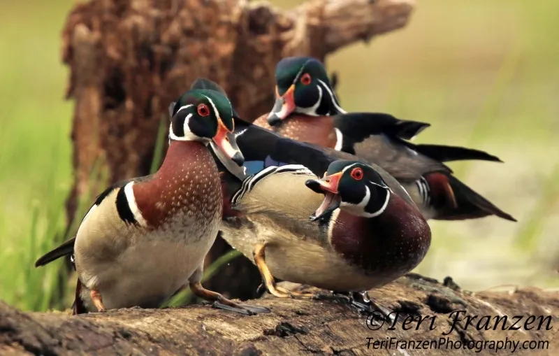 Three male Wood Ducks gather on a log, forming a "boy's club" while the hens are busy nesting and incubating eggs.