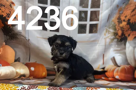 Three Morkipoo puppies, light and dark fur, resting comfortably together