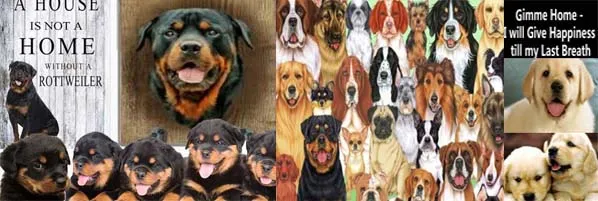 Three puppies including a Labrador, Rottweiler, and German Shepherd playing together