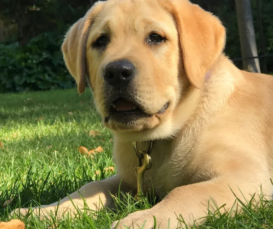 Thumbnail of dog health blog post