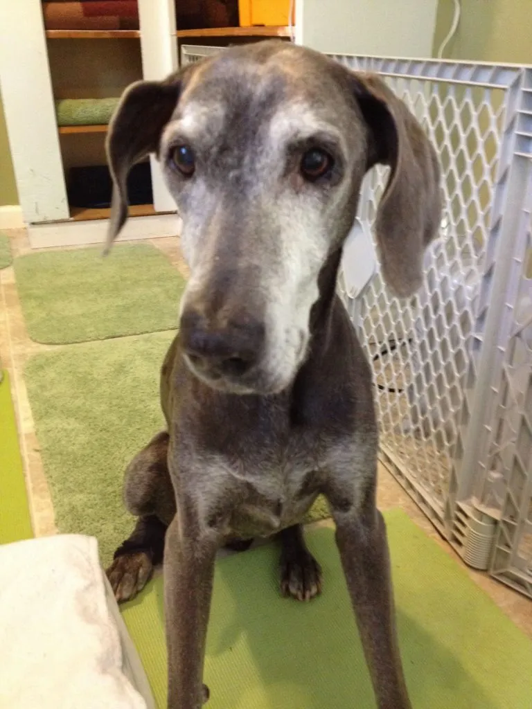 Tillie, a 13-year-old dog, resting on an orthopedic bed in a room with yoga mats for traction.