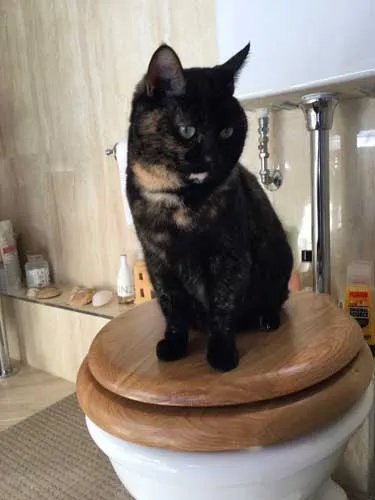 Tinkerbell using the toilet