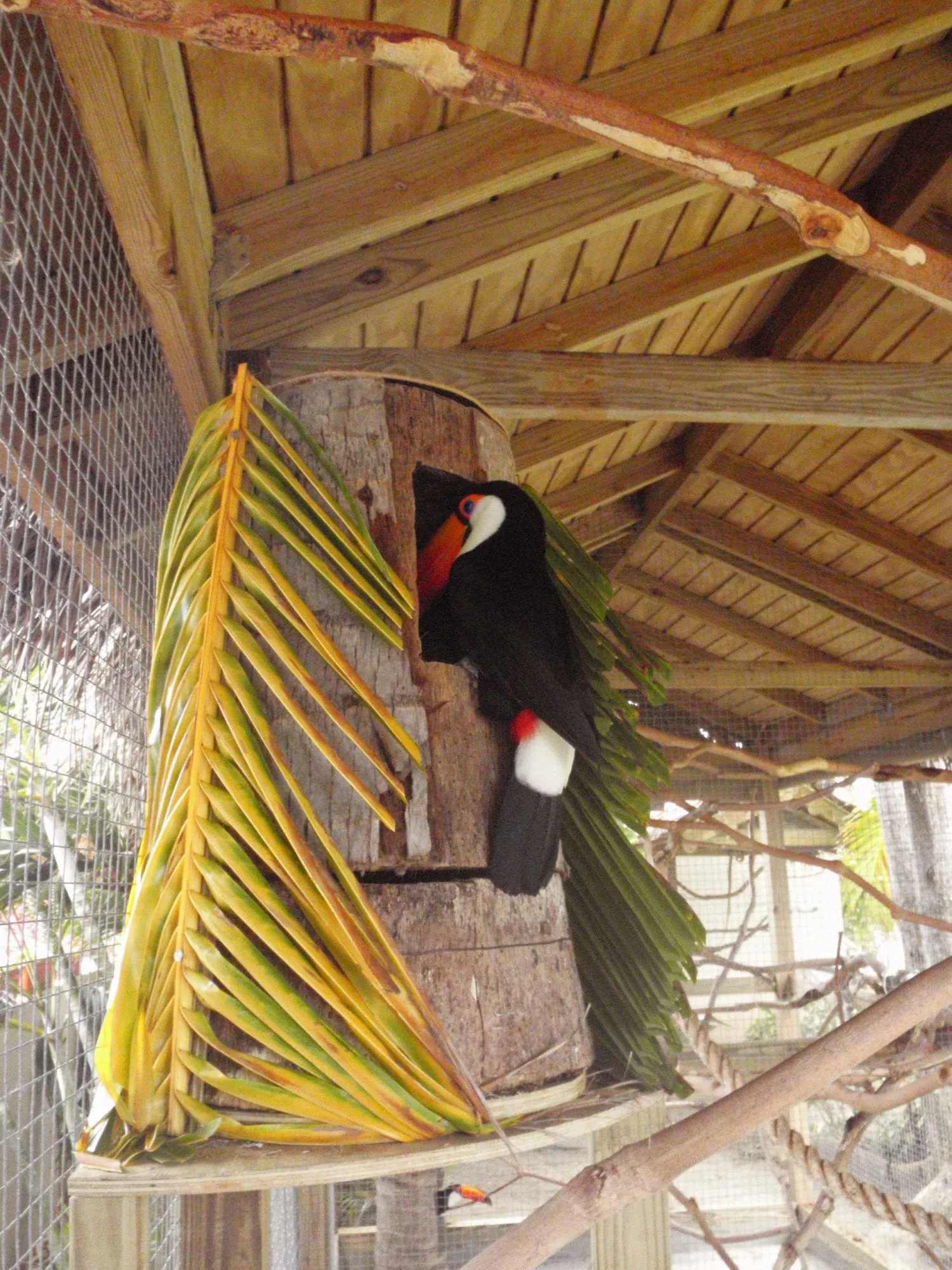 Toco toucan practicing feeding at nest log entrance