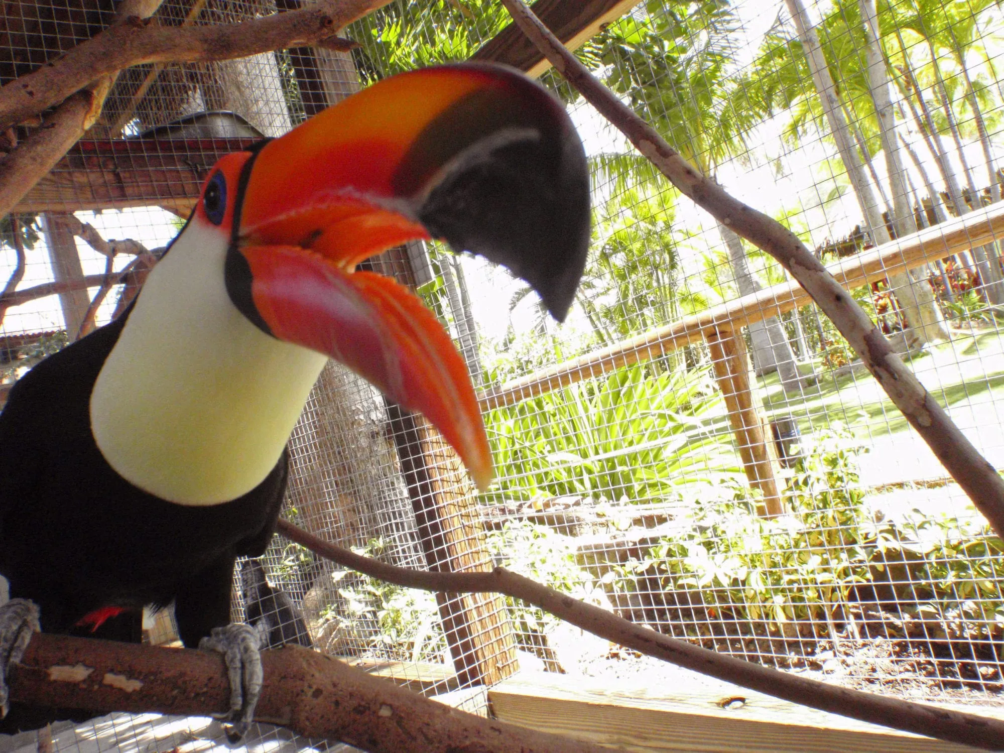 Toco toucans in a moment of unexplained alarm croaking