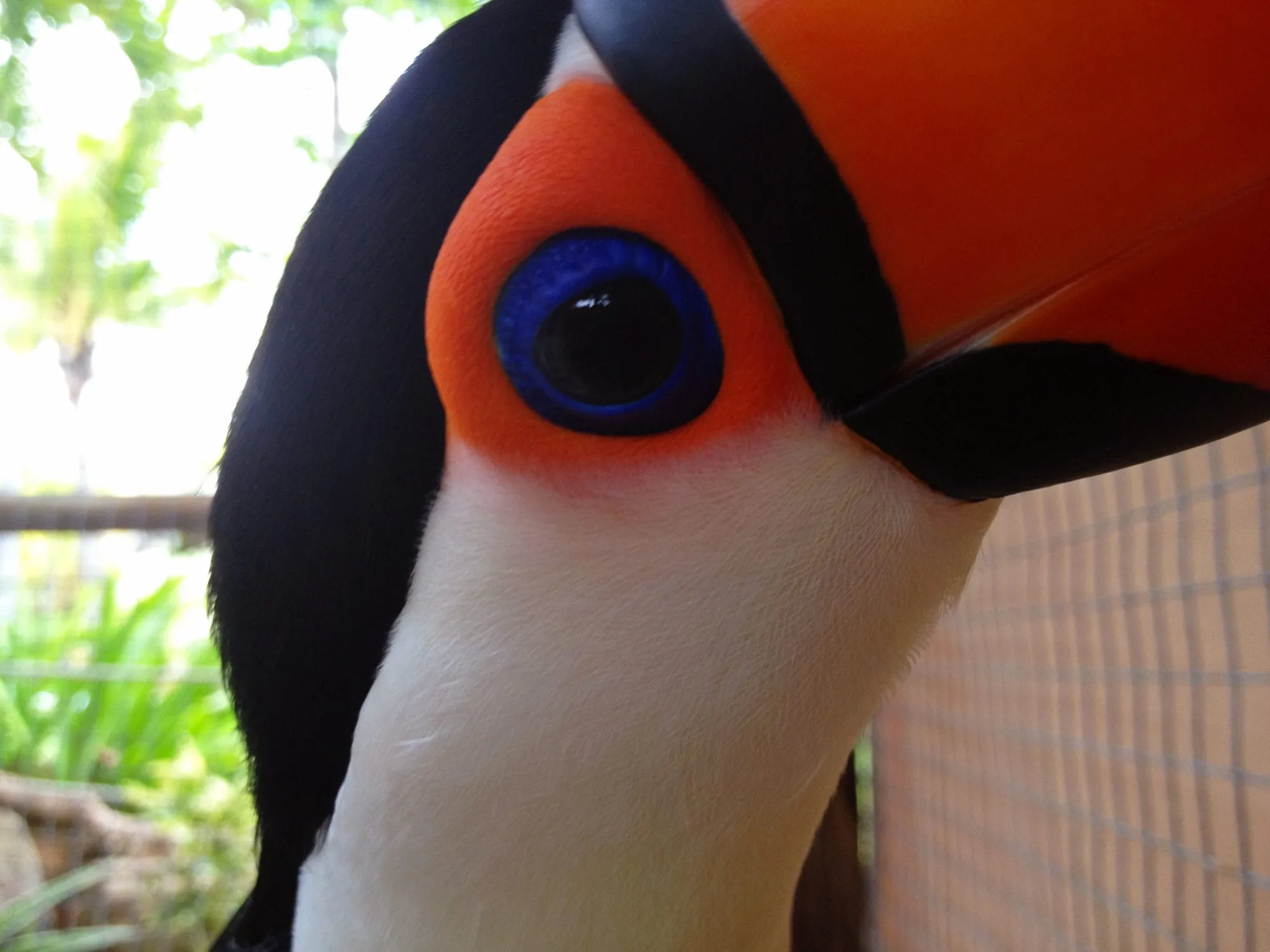Toco toucans Pepe offering a gift to Paz during courtship ritual