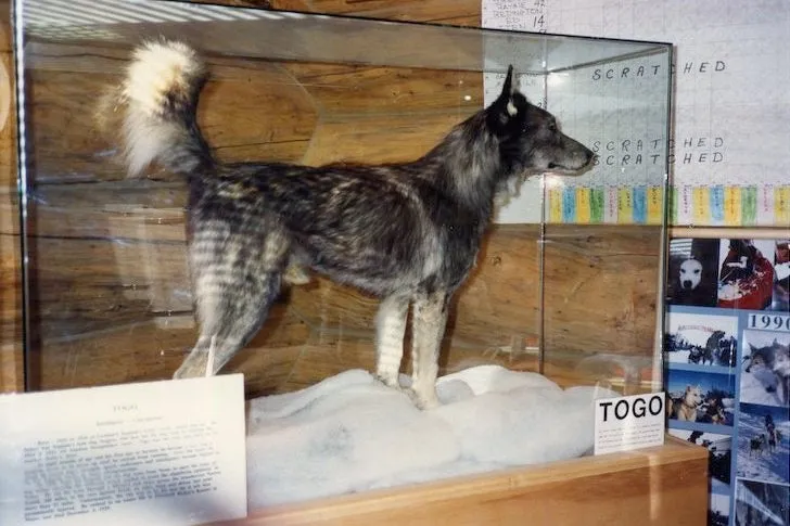 Togo’s mounted body given a place of honor at the Iditarod Race Headquarters in Wasilla, Alaska.