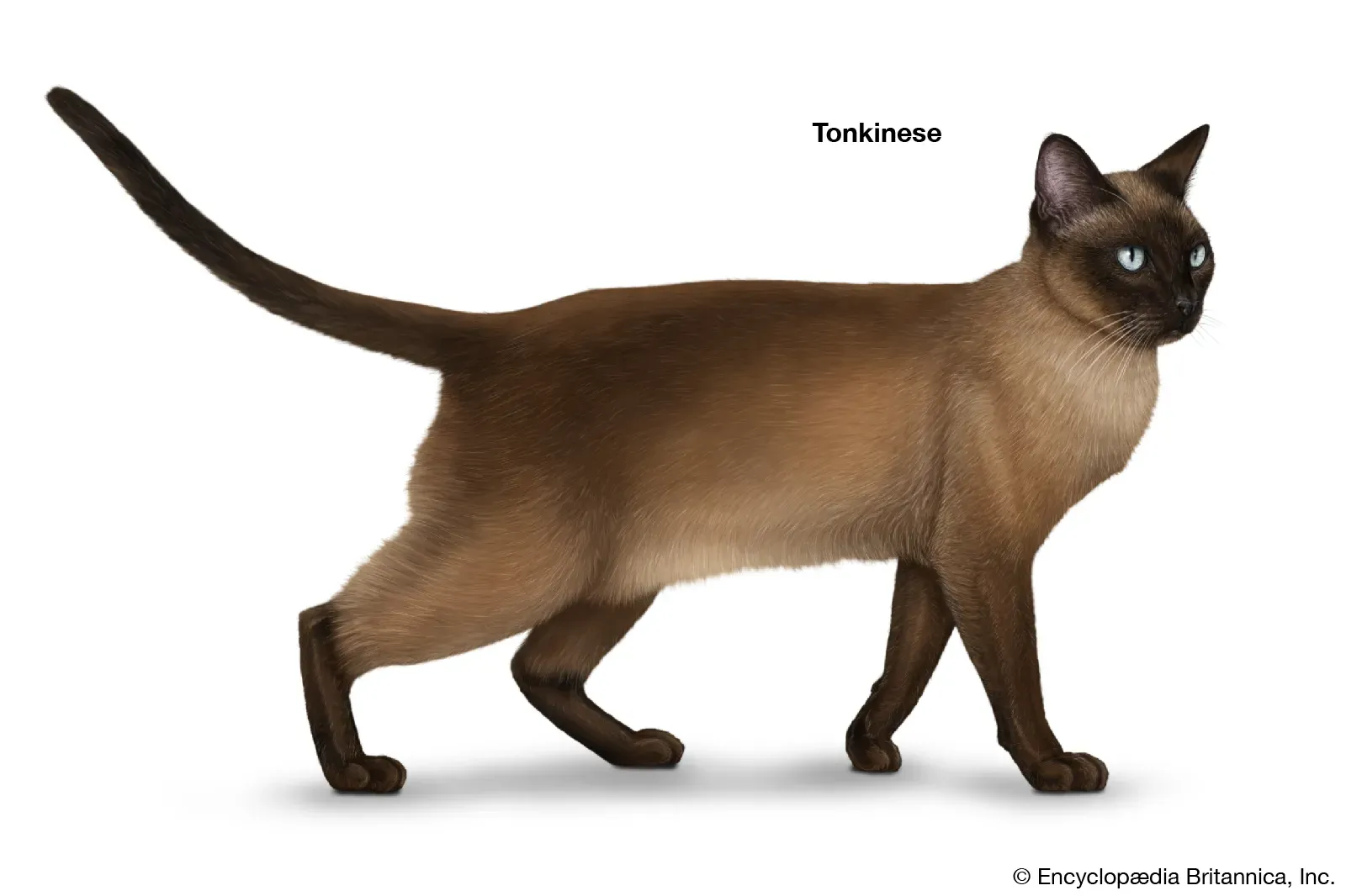 Tonkinese cat as a Siamese-Burmese hybrid
