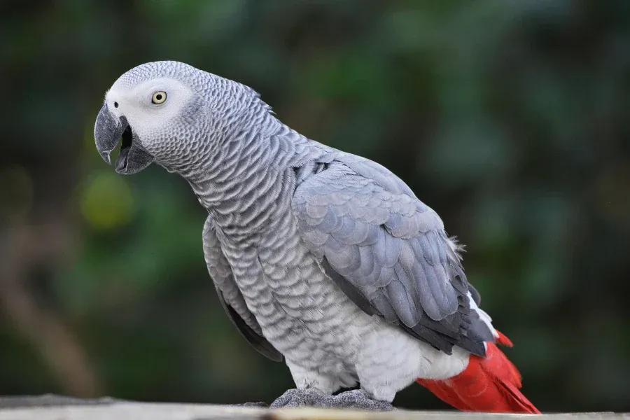 Top intelligent bird: African Grey Parrot demonstrating mimicry and problem-solving