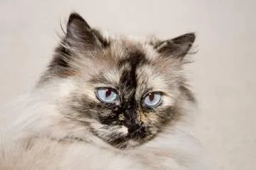 Tortie Point Himalayan Persian cat