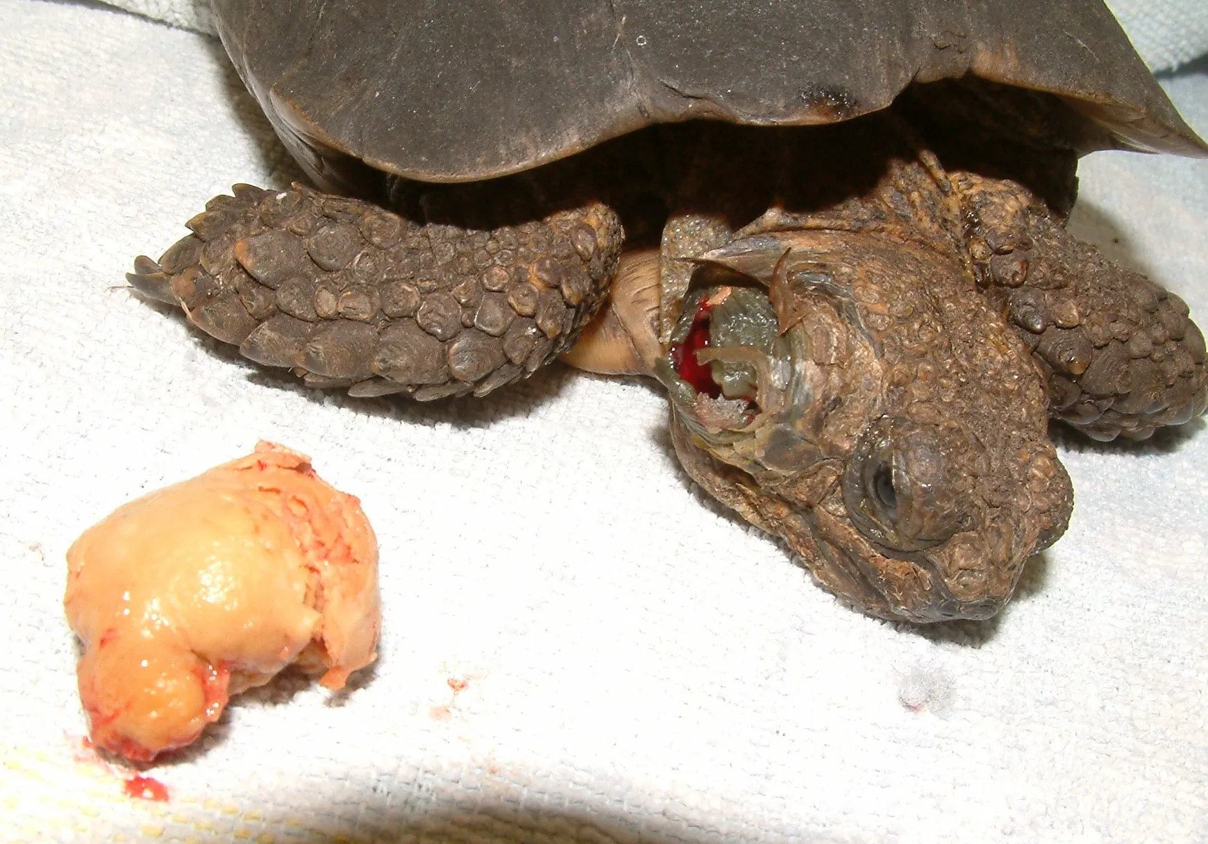 Tortoise with an ear abscess removed under anaesthetic