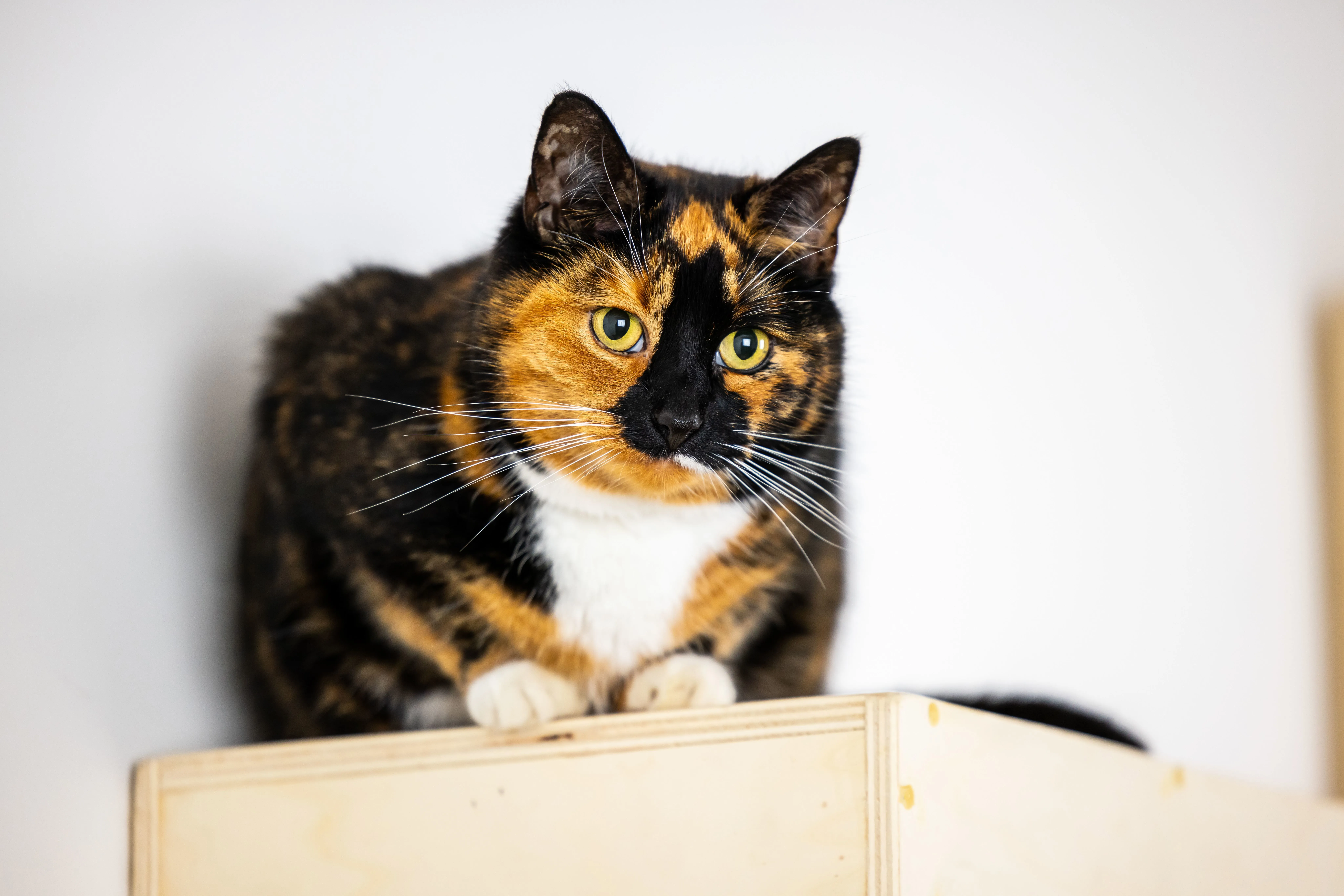 Tortoiseshell cat crouched cautiously on top of a wooden box
