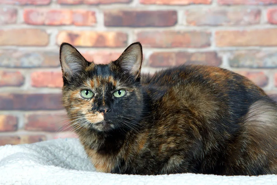 Tortoiseshell cat with blended black and red patches