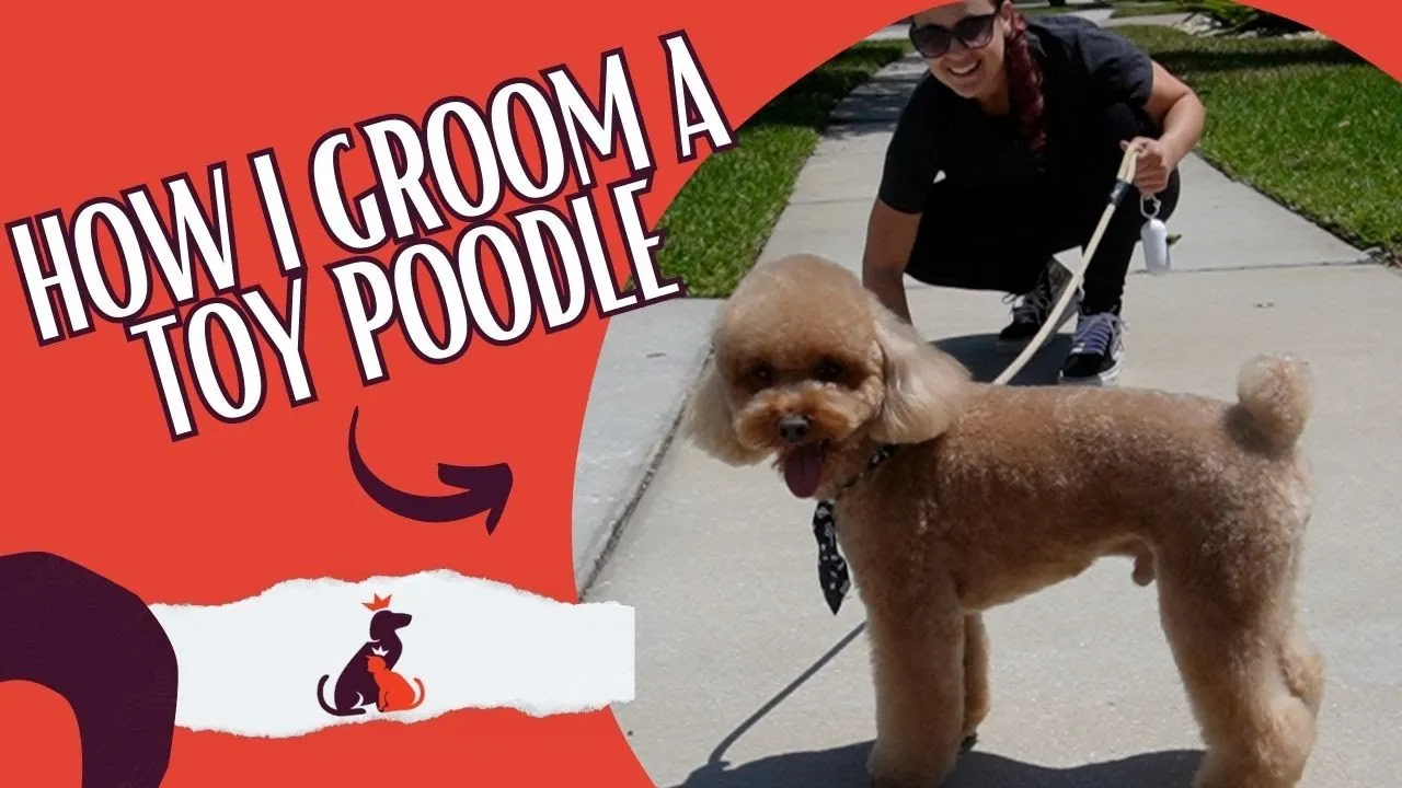 Toy poodle being towel dried after bath