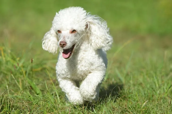Toy Poodle joyfully running through a lush green field