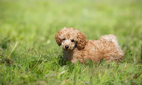 Toy Poodle showcasing diminutive elegance