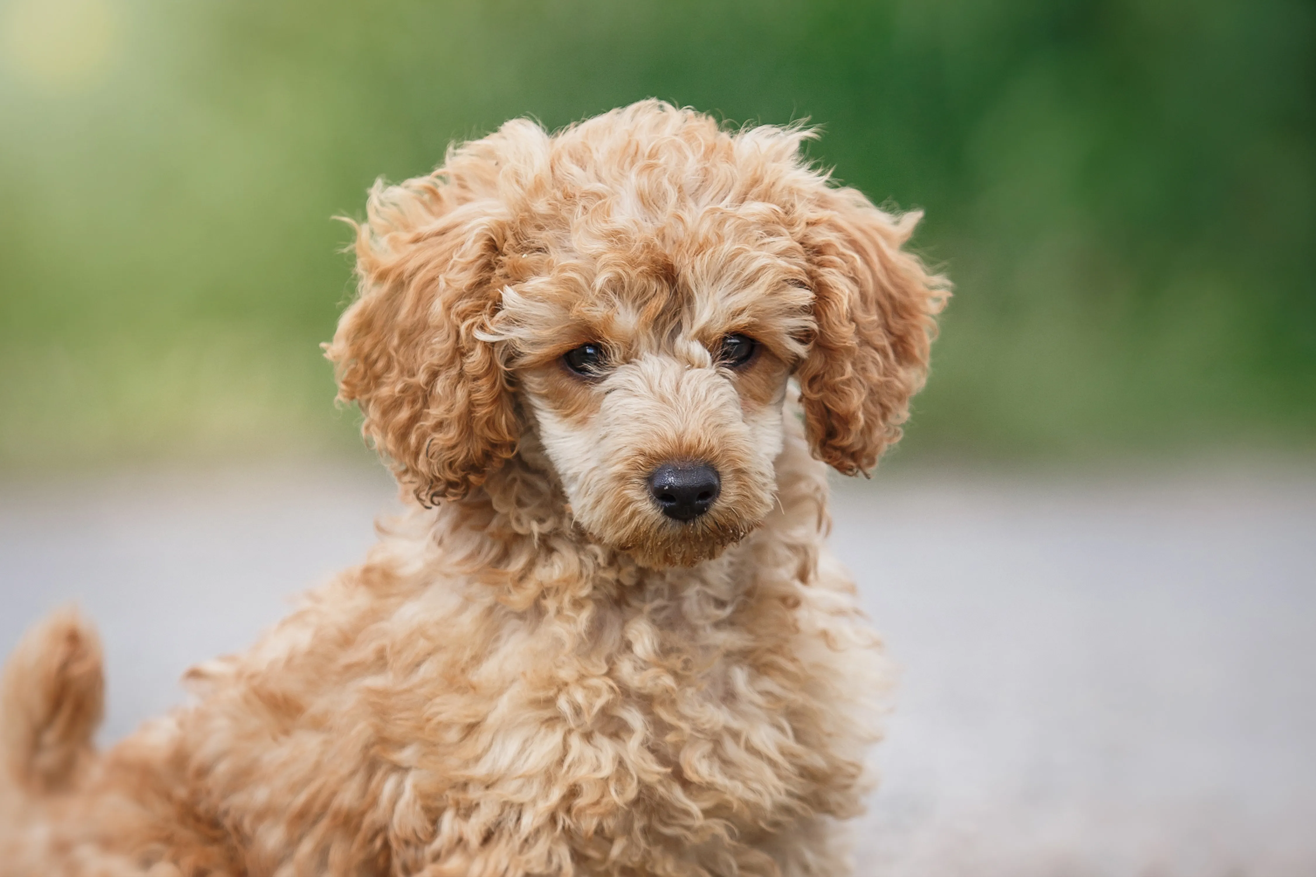 Toy Poodle with curly hypoallergenic coat