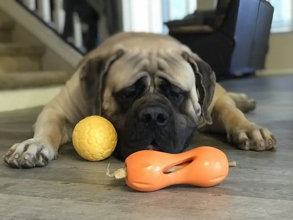 Toys for Big Dogs - 1