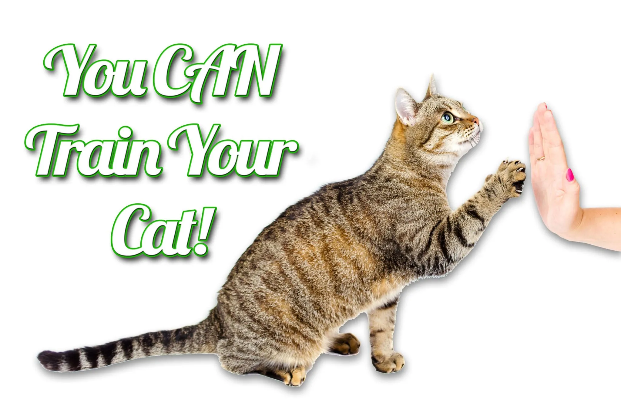 Train Your Cat banner image