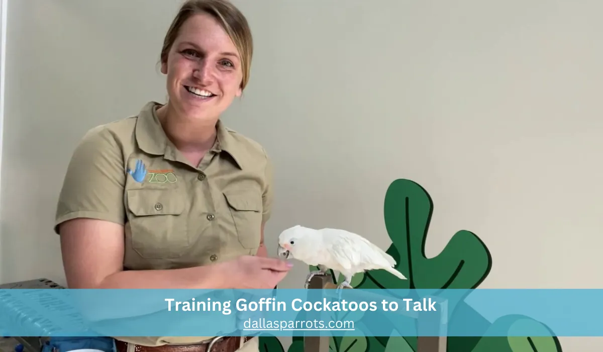 Training Goffin Cockatoos to Talk with positive reinforcement techniques