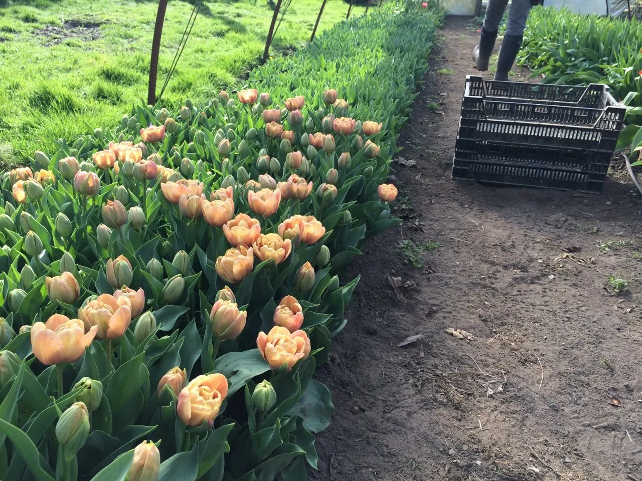 Tulip La Belle Epoque