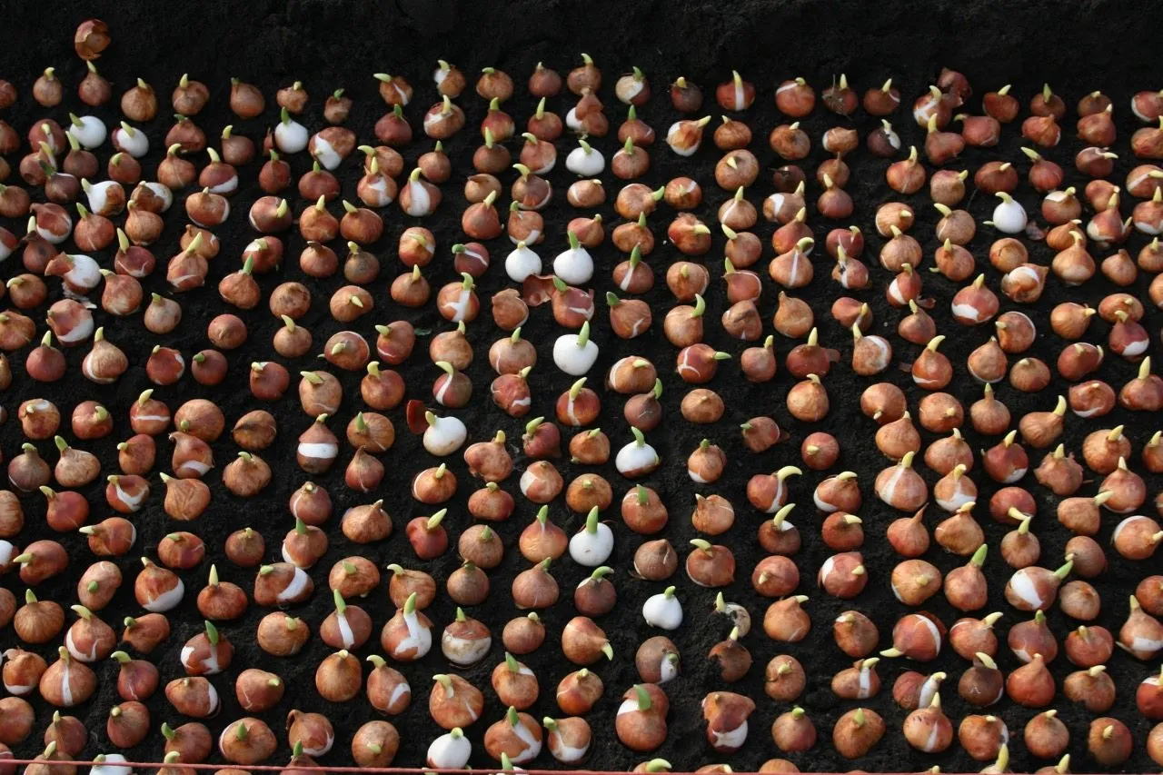Tulips planted like eggs in a carton