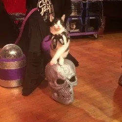 Tuna mastering catbell in Rock Cats performance