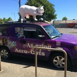 Tuna the cat performing on top of a structure during Acro-Cats show