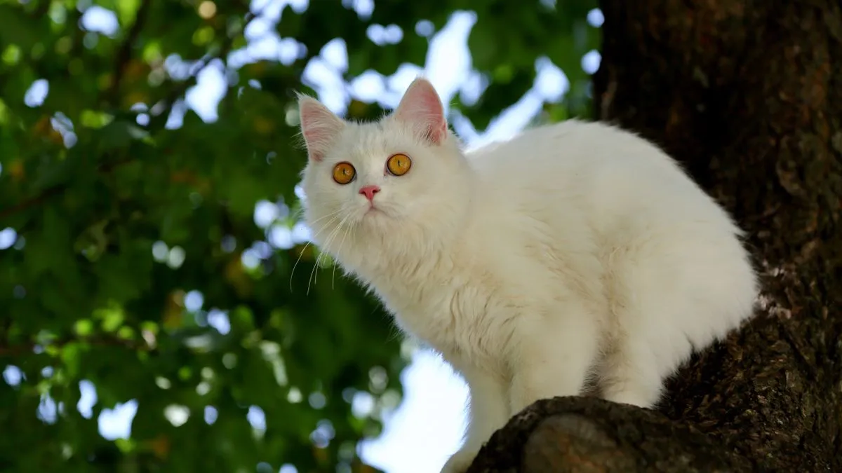 Turkish Angora