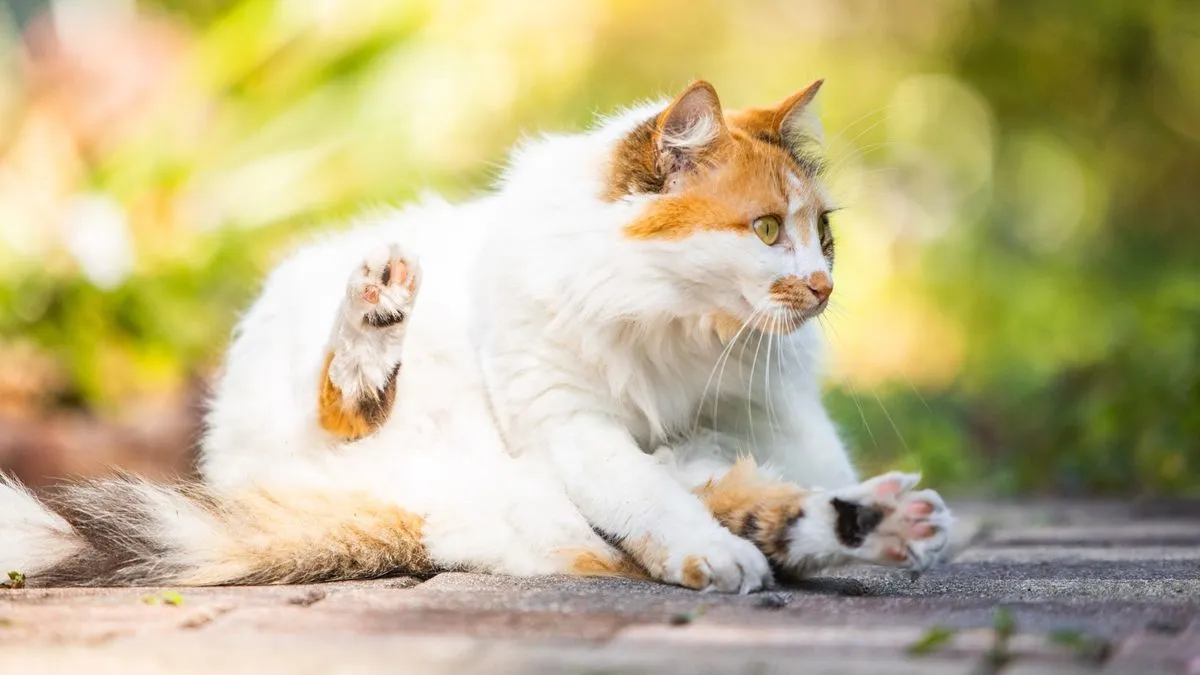 Turkish Van