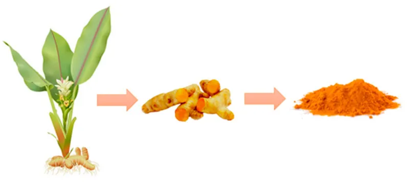 Turmeric plant, its rhizome, and the spice form.
