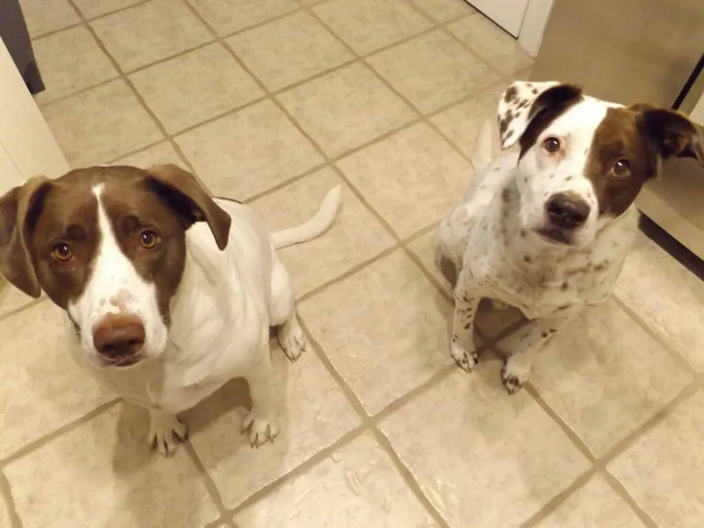 Two adorable dogs, a golden retriever and another breed, looking up expectantly, eager for their homemade sweet potato treats.