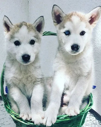 Two adorable husky puppies looking playful