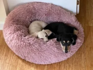 Two adorable miniature dachshund puppies, Brewer and Daphne, playing together on a soft blanket.