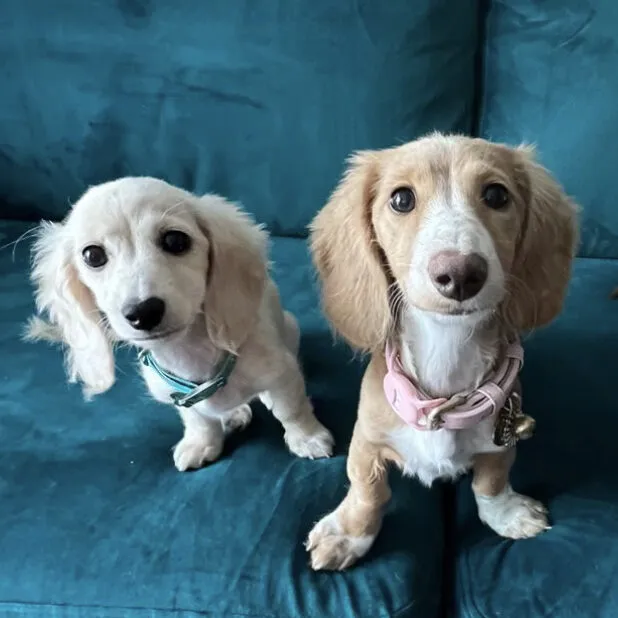 Two adorable Miniature Dachshunds, Maki and Mobu, from Eastern Juniper Dachshunds.