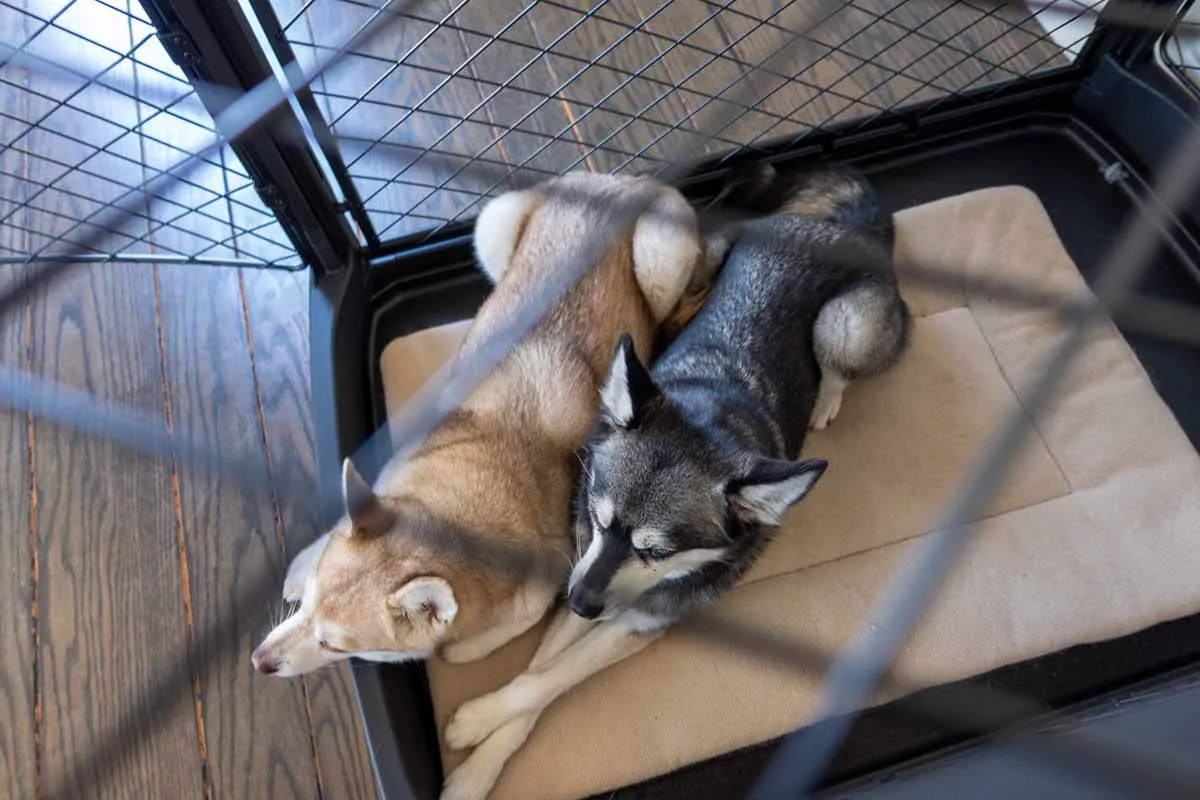Two Alaskan Klee Kai dogs, Copper and Skye, resting comfortably inside their Diggs Revol crate.