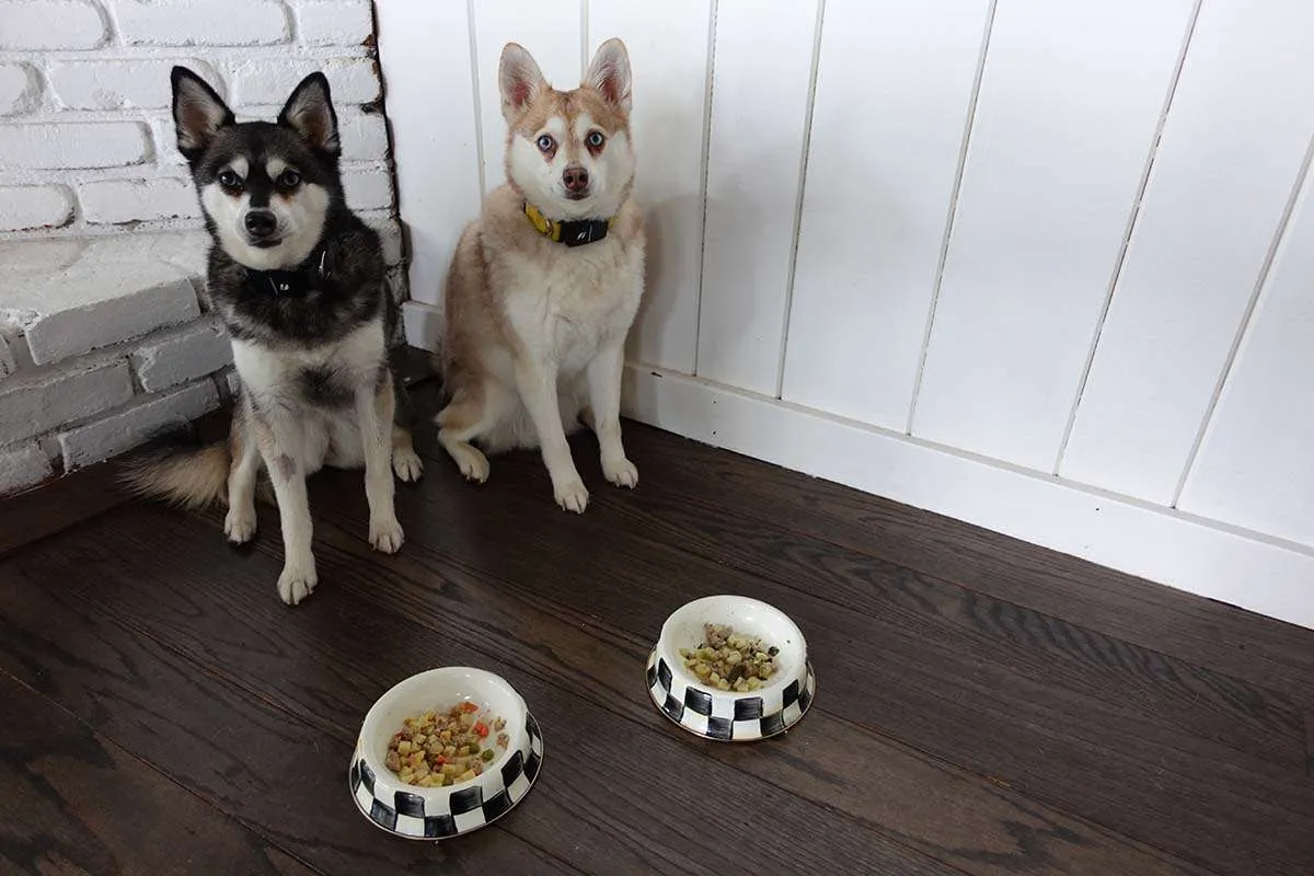 Two Alaskan Klee Kai dogs patiently waiting for their Nom Nom food portions