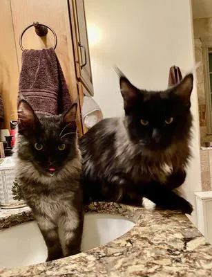 Two black smoke Maine Coons Miss Fancy and Dax on counter