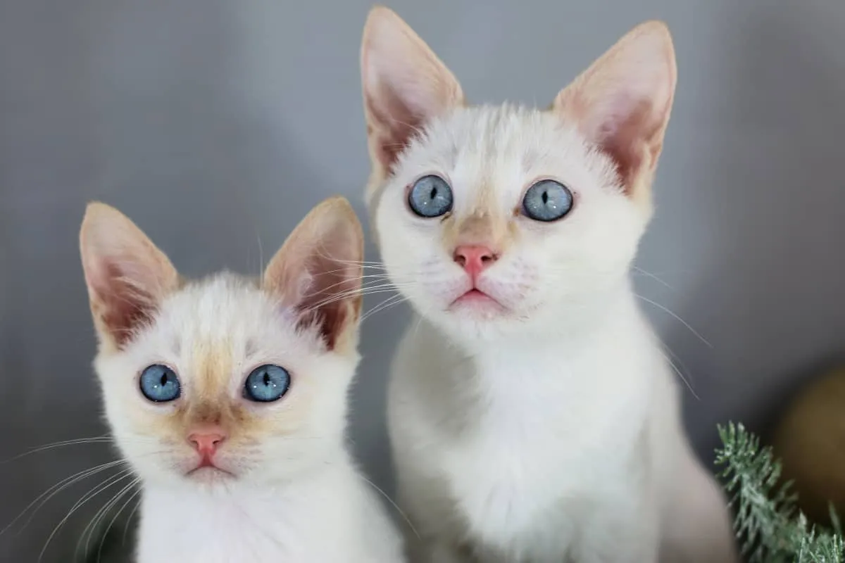 two blue eyed Siamese Flame point kitten