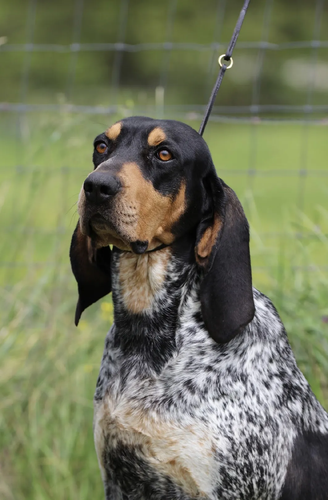 Two Bluetick Coonhound puppies huddling together, displaying their characteristic markings.