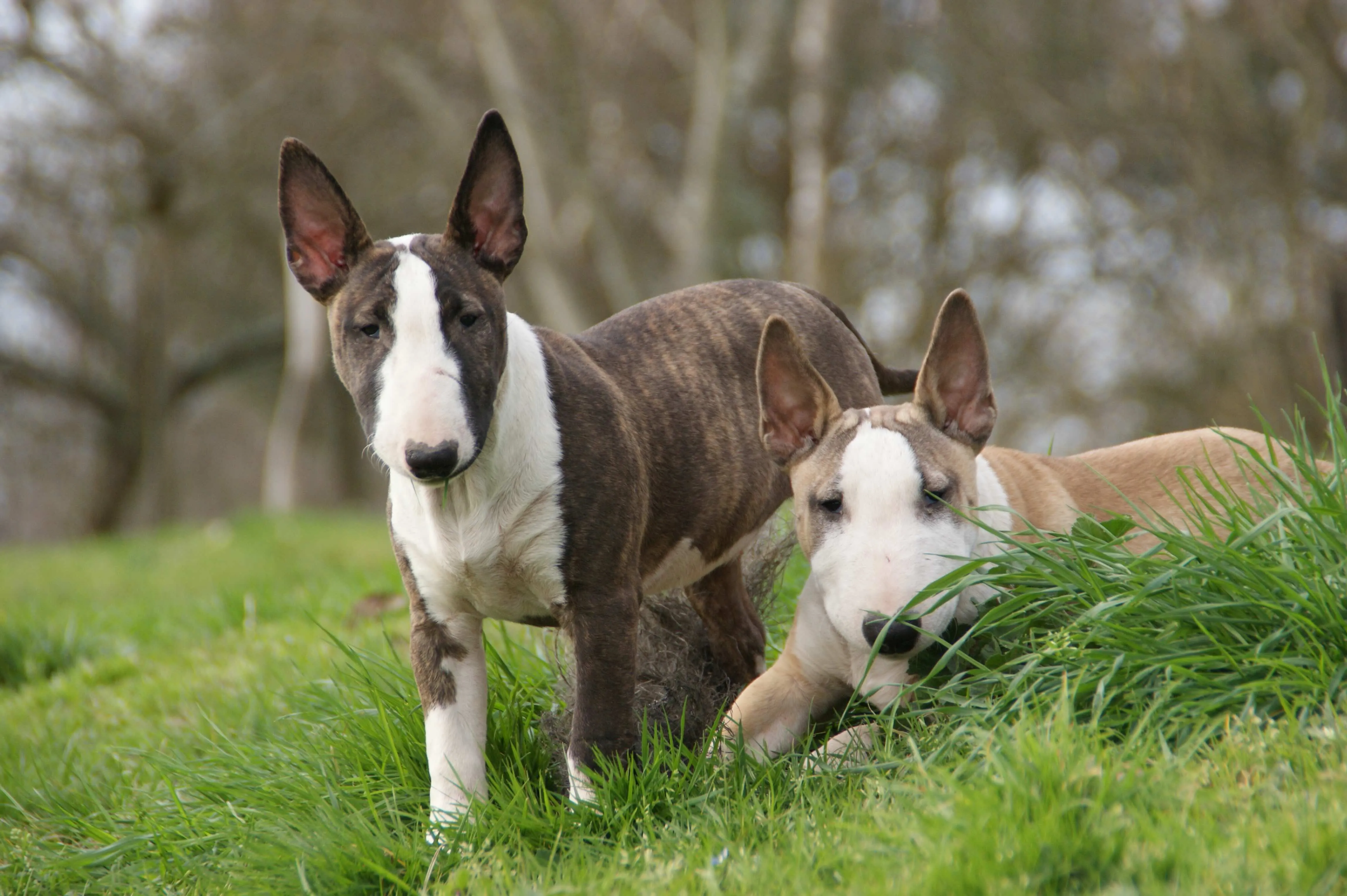 Two brindle and white Miniature Bull Terriers interacting playfully in an outdoor setting