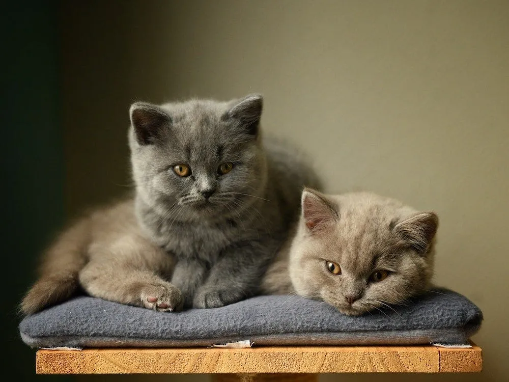 Two British Shorthair kittens