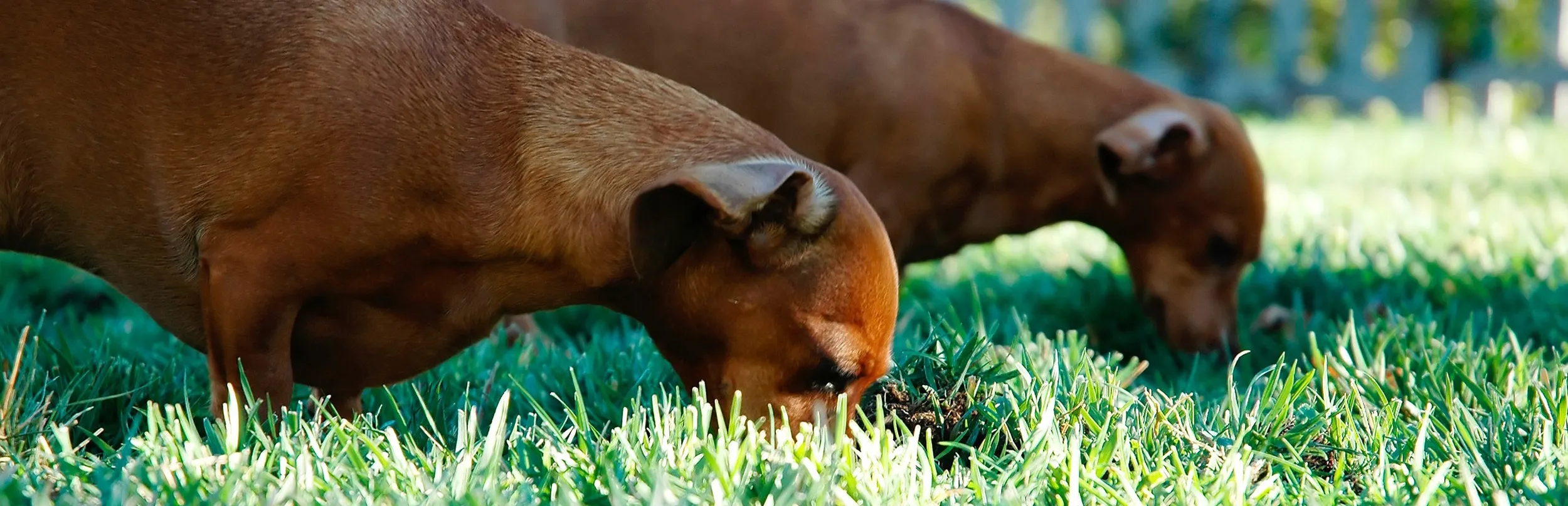 Two brown dachshunds chewing on grass outdoors