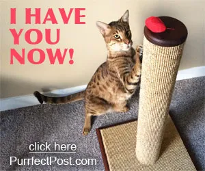 Two cats engaging in playful activity around a scratching post and various toys.