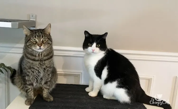 Two cats, one black and white, the other a tabby, sitting on a floating shelf in a kitchen, waiting for training