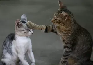 Two cats wrestling in a playful or aggressive interaction