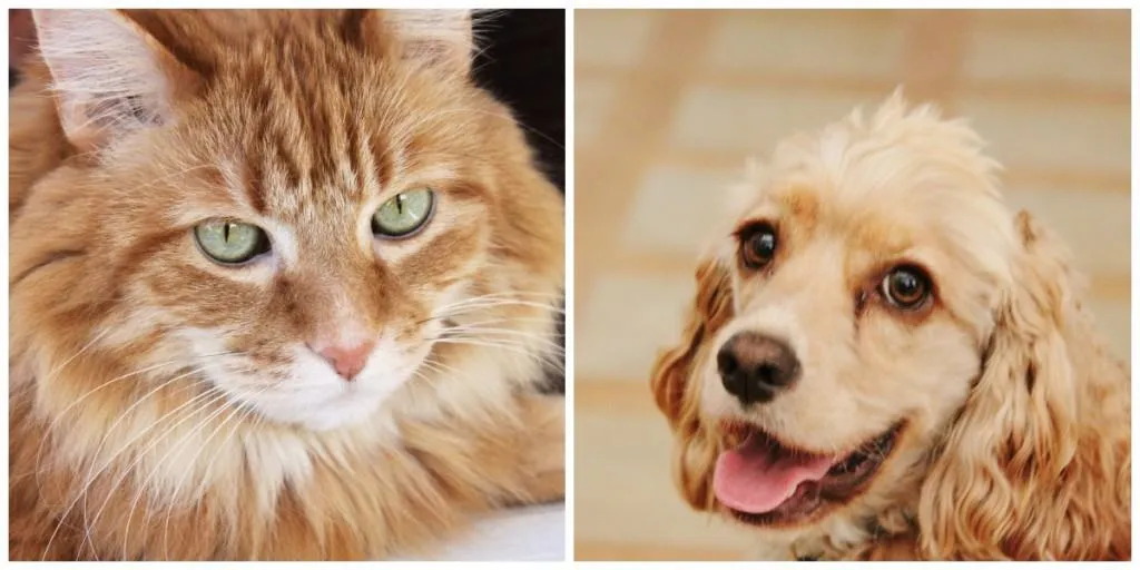 Two charming dogs, Jack and Charlie, enjoying their time together outdoors on a porch.